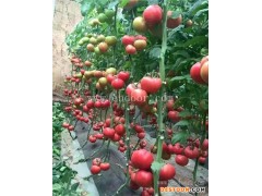 宝鸡蕃茄种植基地-联富果蔬批发基地-蕃茄种植基地在哪里