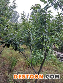 板栗苗密植栽培遵义市豆椒板栗苗花前水