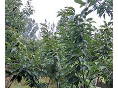 板栗苗密植栽培遵义市豆椒板栗苗花前水