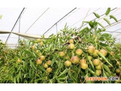 优质大棚温室冬枣-葫芦岛大棚温室冬枣- 田润温室大棚建造