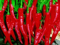 开鲁红干椒 - 通辽