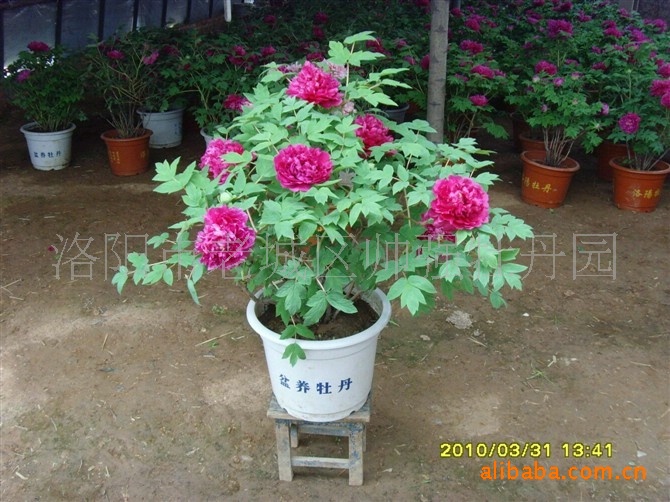 批发销售牡丹宫品牌催花盆栽花卉洛阳牡丹苗木