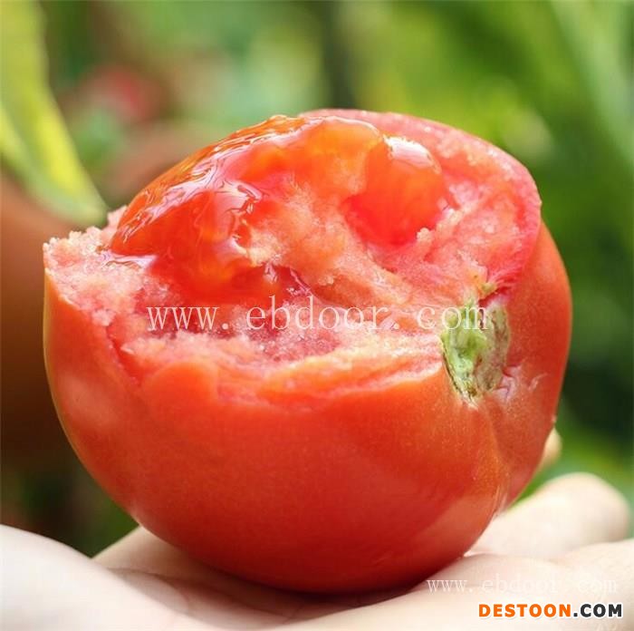 西红柿批发市场价格-联富果蔬(在线咨询)-忻州西红柿批发