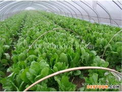 山东温室保温被-田润温室大棚冬枣批发-山东温室保温被批发