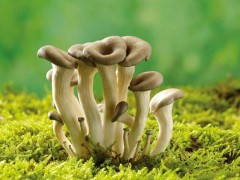 气生型蘑菇栽培管理技术