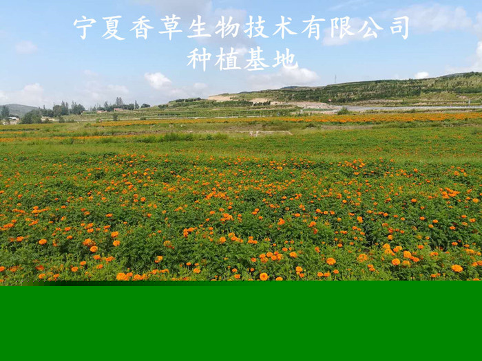 白扁豆花提取物30:1 厂家供应白扁豆花粉水溶型 白扁豆花浓缩液现货