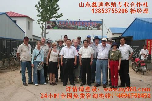 大量供应波尔山羊、肉羊、小尾寒羊等