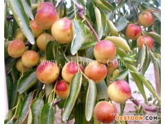 临沂大棚温室冬枣-田润蔬菜批发冬枣-大棚温室冬枣供应