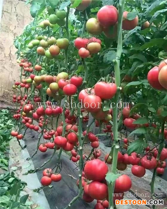 蕃茄种植批发市场-联富果蔬批发基地-淮南蕃茄种植基地