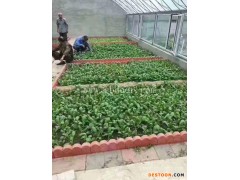 唐山租地种菜-武清区萱庭果蔬(在线咨询)