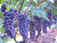 龙马潭特兴葡萄