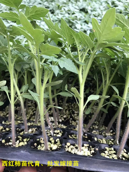 南昌西红柿苗 大红西红柿苗批发