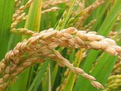 劣种引见：粳稻新秀“中系8408”