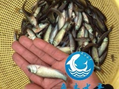 鱼丰 丁桂鱼苗  鱼苗 多种鱼苗