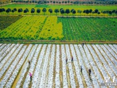 长沙县：抢播速生叶类菜，多渠道销售保供应