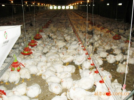 畜牧养殖、宠物饲养碳素远红外电采暖系统