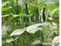 田润温室大棚冬枣批发(图)-凉拌黄瓜的做法-扬州黄瓜