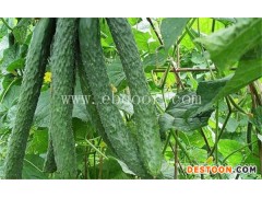 商洛有机黄瓜-田润温室大棚冬枣-有机黄瓜是转基因?