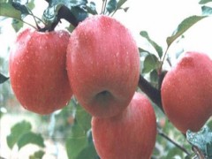 苹果苗 蛇果苹果树苗价格 蛇果苹果苗基地 优质果树苗保证成活率