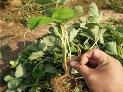 昌泰 草莓苗_菠萝草莓苗_草莓苗价格_草莓苗批发_草莓苗基地