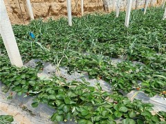德盛草莓苗，草莓苗基地，草莓苗批发，草莓苗价格，草莓苗出售