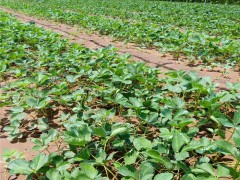 红颜草莓苗，甜查理草莓苗，小白草莓苗，甜宝草莓苗，德盛，草莓苗，丰香草莓苗，蓝草莓