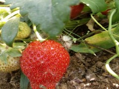 草莓苗 草莓苗价格 草莓苗品种 草莓苗管理 草莓苗技术指导 草莓苗种植基地 草莓苗那里有 草莓苗施肥技术 大棚草莓种植
