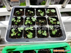 草莓苗，草莓苗，大量草莓苗，脱毒草莓苗