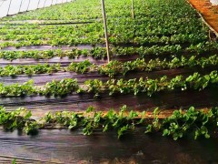 草莓苗_草莓种苗_草莓苗价格