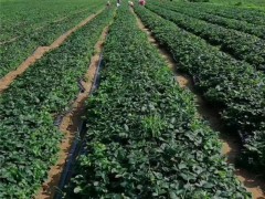 草莓苗_草莓种苗_草莓苗基地