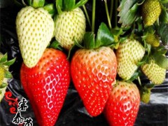 草莓苗  牛奶草莓苗  甜查理草莓苗  章姬草莓苗  草莓苗基地  草莓苗价格