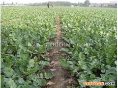 茄子批发价-苏州茄子批发-田润温室大棚冬枣基地(查看)