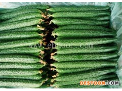 江苏有机黄瓜-有机黄瓜基地-田润蔬菜批发(推荐商家)