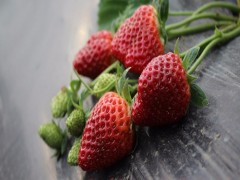 红玫瑰草莓苗   脱毒草莓苗  草莓苗  草莓苗价格  草莓苗基地  山东泰安草莓苗  基地草莓苗