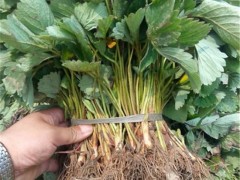 草莓苗_山东草莓苗_泰安草莓苗_草莓苗价格_草莓苗基地