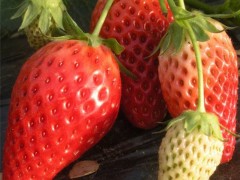 草莓苗_山东草莓苗_泰安草莓苗_草莓苗基地_草莓苗价格