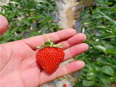 草莓苗 草莓苗价格 草莓苗批发 草莓苗厂家 草莓苗行情