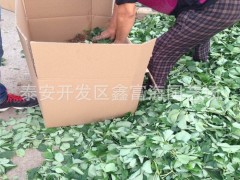 草莓苗 大棚草莓苗 脱毒草莓苗 草莓秧苗 草莓种苗 价格