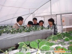 草莓苗特供，草莓苗，山东草莓苗，红颜草莓苗