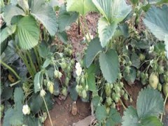 草莓王子草莓苗基地草莓苗太空草莓草莓苗