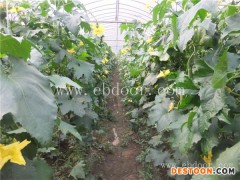 铁岭白菜批发-白菜批发价-田润蔬菜批发(推荐商家)