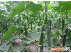 有机黄瓜价格-有机黄瓜- 田润卷帘机