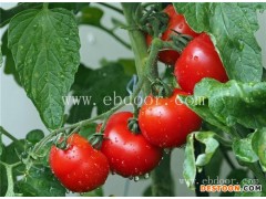 附近哪里有蕃茄种植基地-联富果蔬-随州蕃茄种植基地