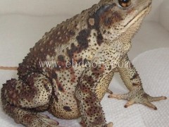 专业蟾蜍养殖培训-伟华蟾业-青海蟾蜍养殖培训