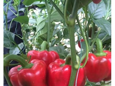 蔚县甜椒苗批发 红黄彩椒苗基地