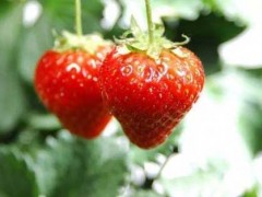 种草莓是什么意思|种草莓需求哪些技术和条件