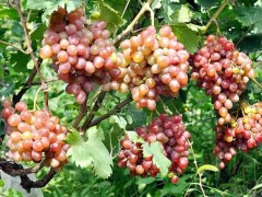 城市游客爱去农家乐的缘由|石台宾馆|石台农家乐|石台味之味山庄-最新静态