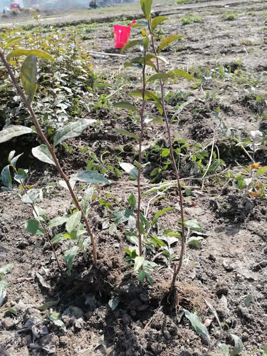石台武阳早茶苗