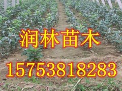 苗圃直销蛇果苹果树苗保证成活率 优质蛇果苹果苗香甜可口