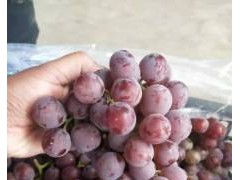 [供]河北巨峰葡萄行情走势巨峰葡萄批发